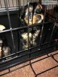Yorkie Male Puppy