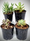 Succulent Plants - Succulent Plants Online - Buy Succulents Onli