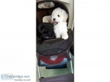 miniature Cream Poodle available now
