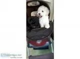 miniature Cream Poodle available now