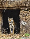 Book Safari to Bandhavgarh National Park with Wildtrails at disc