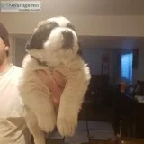 AKC St. Bernard puppies 2 males left