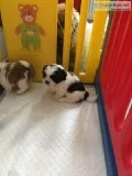Lulu-FemaleShih tzu