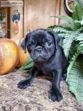 Pug puppy