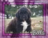 Bella Female Saint Berdoodle