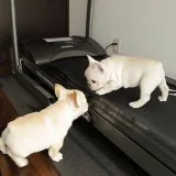 Elegant And Adorable Pups...