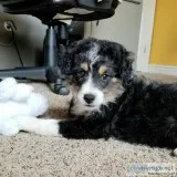 Loyal Intelligent Aussiedoodles for Sale