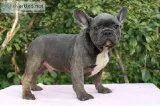 French Bulldog puppy