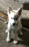 Female Malamute Puppy