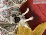 8 weeks pug puppies