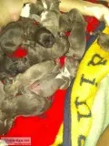 Puppies for sale APBT taking deposits. Will b ready Nov.5th. pap