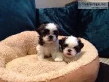 Molly - Female Shih Tzu