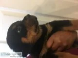 Pure bred rottweilers for sale