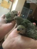 handfeed love bird