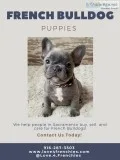 French Bulldogs