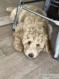 Goldendoodle