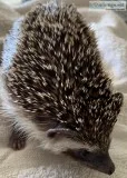 Hedgehog - friendly