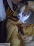 Chihuahua puppies