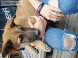 Wolf hybridGerman shepard puppies