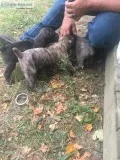Cane Corso Presa Canario Puppies