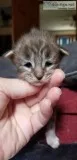 Maine Coon Kittens Registered imports