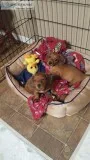 AKC Mini Dachshunds Red Males