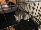 Free Kittens