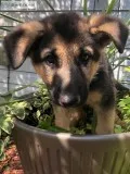 German Shepherd Puppies