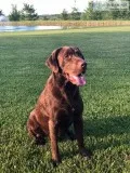 AKC Registered Chocolate Labrador Retriever Puppies