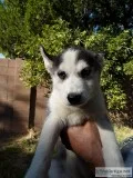 Husky Puppies