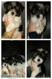 Yorkie puppies