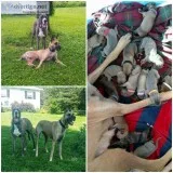 AKC Great Dane Puppies