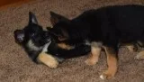 K.C Reg Straight Back German shepherd puppies