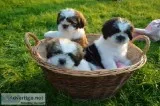 Kim s-Female Shih tzu
