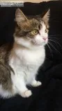 Free cat