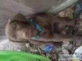 Chocolate Lab Puppy