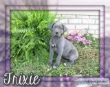 Trixie Female AKC Great Dane