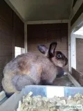 Pretty Mottled Sable Female Rabbit