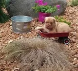 Champion Dogue De Bordeaux puppies