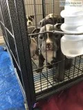 American Bully Puppies Blue Nose