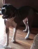 2 dogs need home