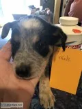 Blueheelers
