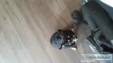 Free chihuahua ro a good home