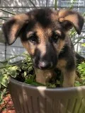 German Shepherd Puppies