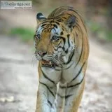Wildlife Tiger Park Safari India