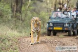 Tiger safari Ranthambore national park
