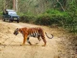 Tiger safari Corbett national park