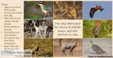 Gir Resort Booking