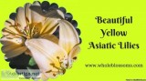 Buy Gorgeous Asiatic Lilies at the Most Affordable Cost