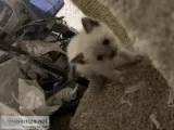 Siamese kittens
